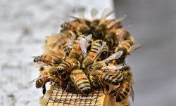 A queen bee's cage is covered with nurse bees during the production of honey, in the backyard of beekeeper Jay Weiss in Pasadena, California, on May 31, 2023. California's very wet winter gifted the state a spectacular superbloom -- an explosion of flowers that delighted hikers and should have been great news for bees. But beekeepers say lingering low temperatures and gray skies in the Golden State are keeping the insects indoors -- and if it doesn't get sunny soon, the bumper honey harvest they were hoping for might not materialize. (Photo by Frederic J. BROWN / AFP) (Photo by FREDERIC J. BROWN/AFP via Getty Images)